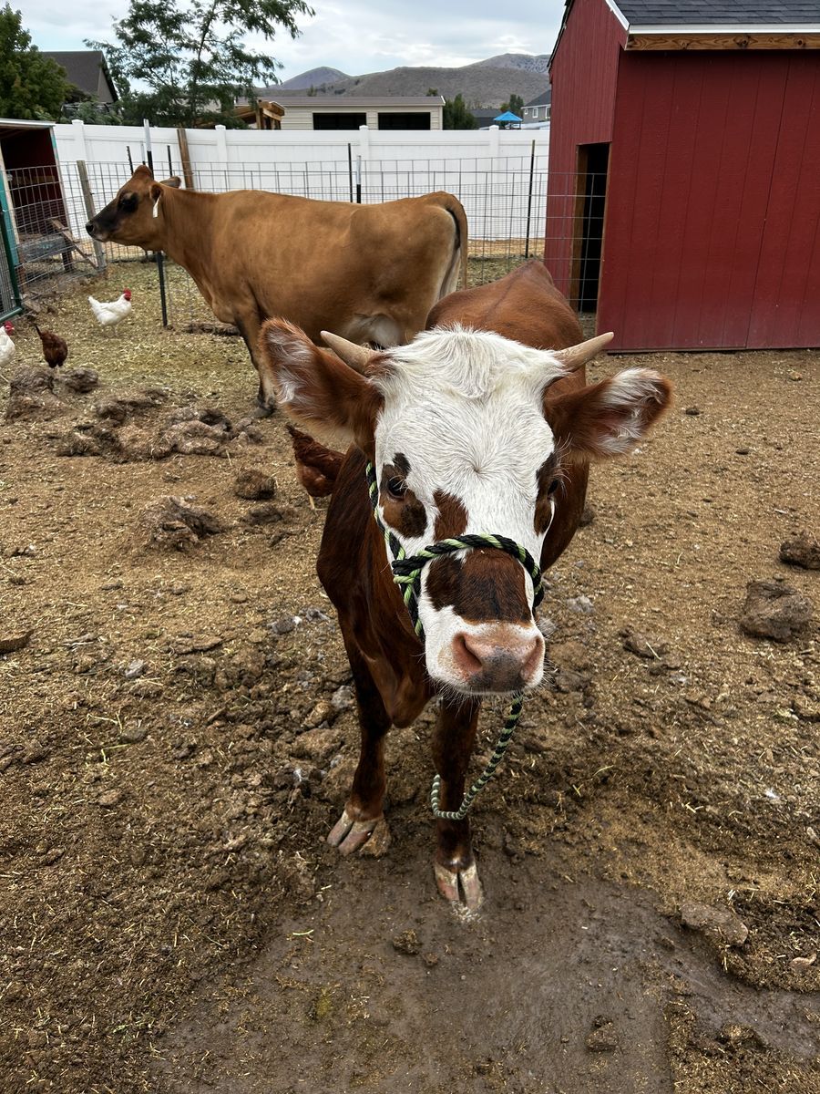 Mini jersey Hereford cross