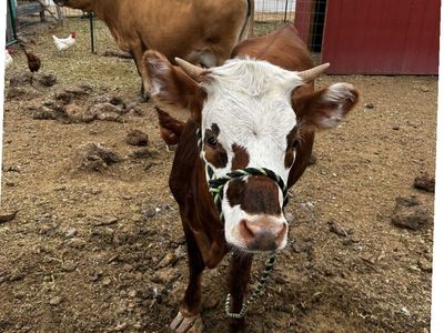 Mini jersey Hereford cross