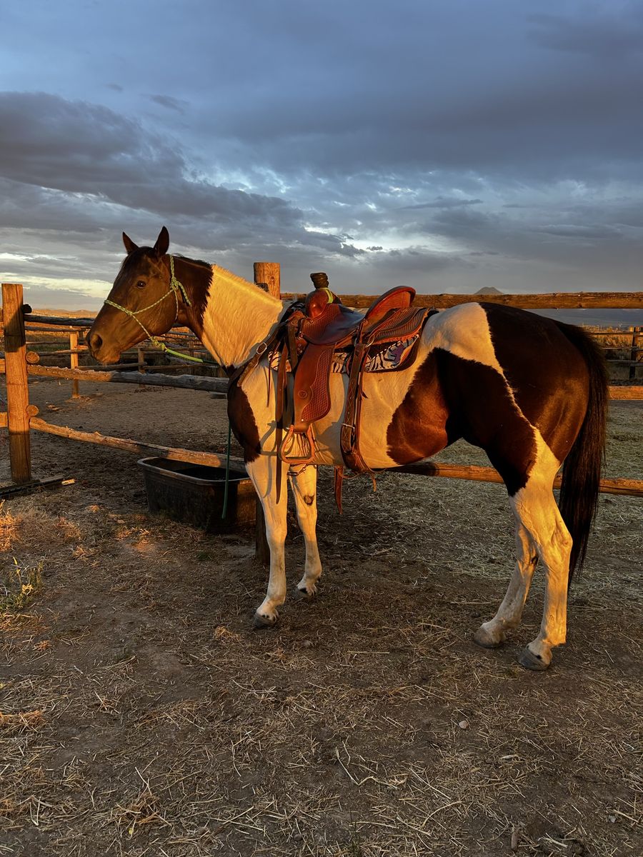 Barrel Racing Mare