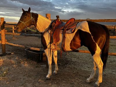 Barrel Racing Mare