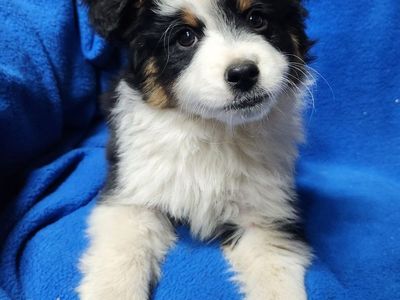 ASDR Toy Aussie/Australian shepherd