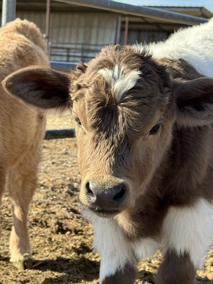 Mini/Mid Highland/Highpark Bull Calf