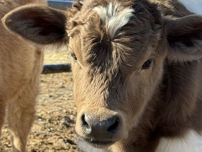 Mini/Mid Highland/Highpark Bull Calf