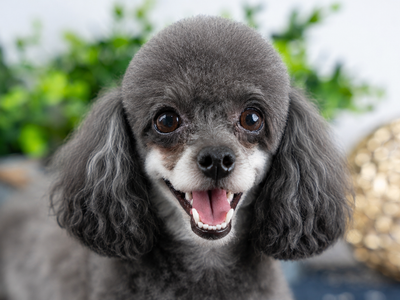 Sweet Small AKC Toy Poodle—Pet Home Only