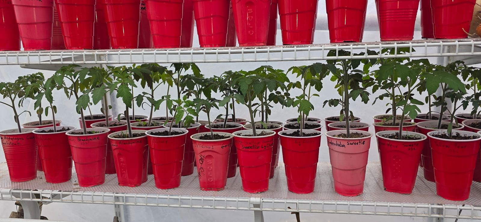 Tomato, Pepper, Cucumber, Squash, Watermelon Plant