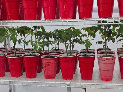 Tomato, Pepper, Cucumber, Squash, Watermelon Plant
