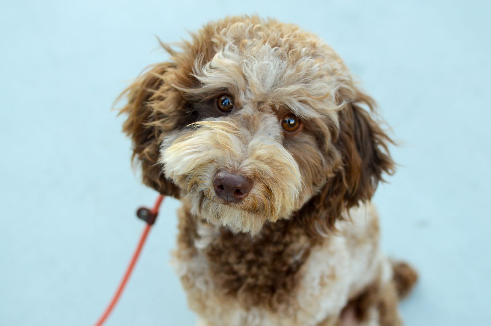AKC Chocolate Merle Poodle 11.8lbs 13 inches Health Tested