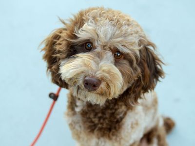 AKC Chocolate Merle Poodle 11.8lbs 13 inches Health Tested