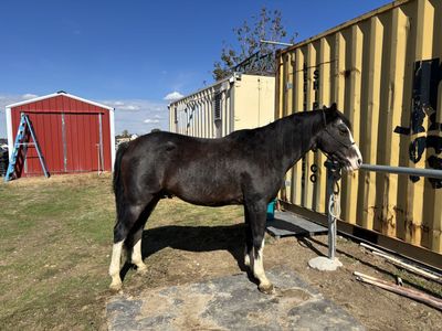 6 year old quarter horse gelding