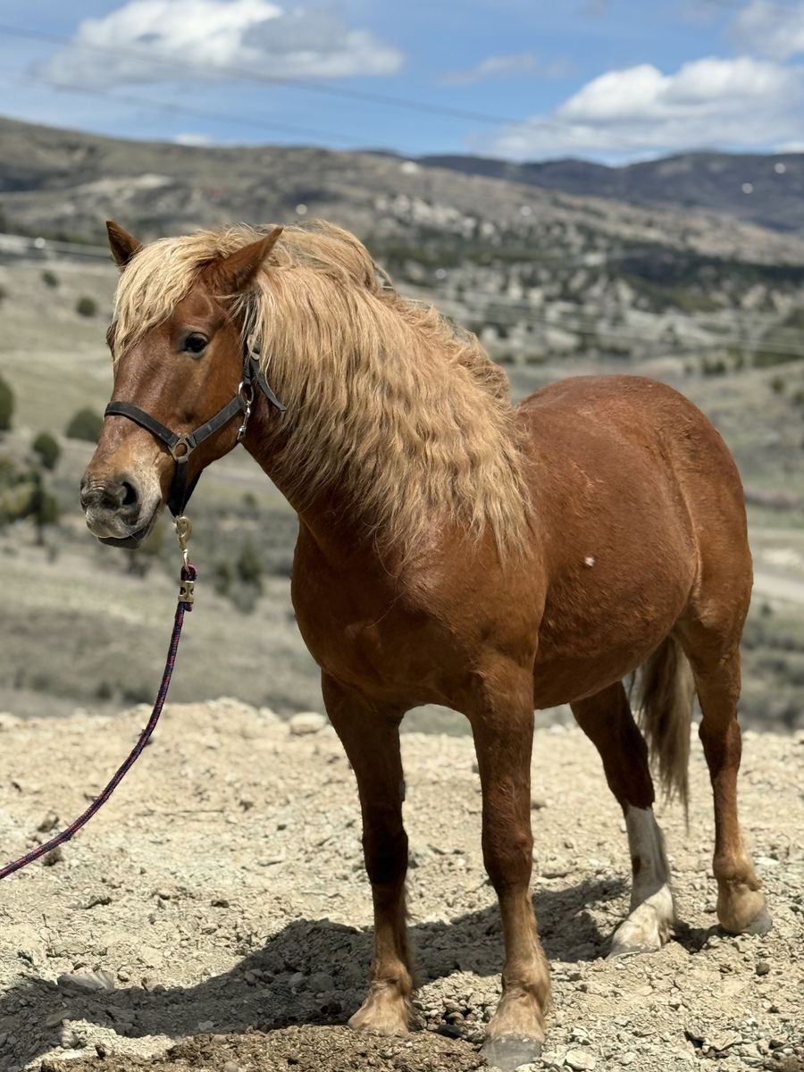 9 Year old Draft X Gelding