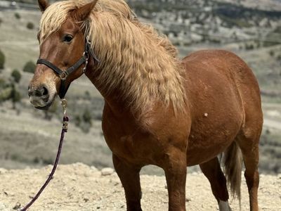 9 Year old Draft X Gelding