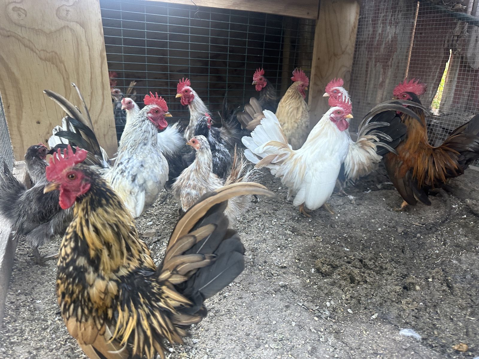 Serama Chickens