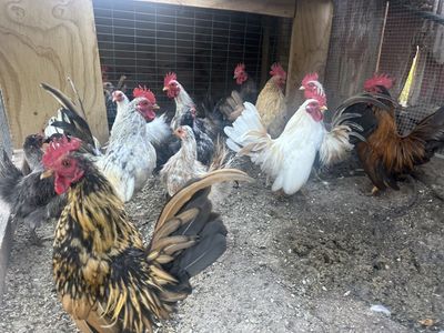 Serama Chickens