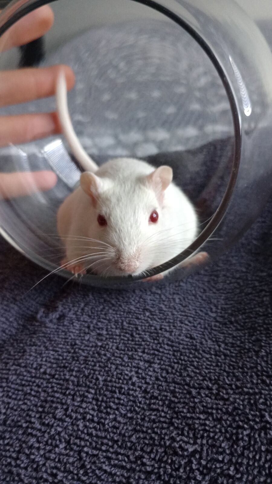 Adult Female Gerbil Available for Adoption