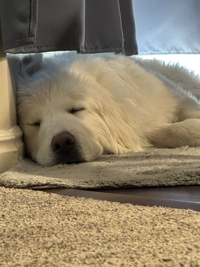 Intact Male Pyrenees - 12 Months