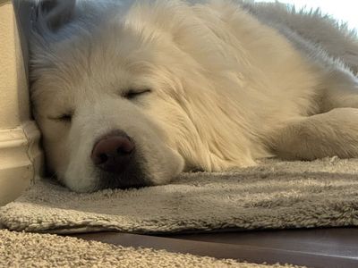 Intact Male Pyrenees - 12 Months