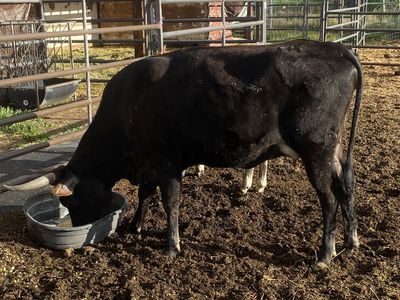 Heifer Pair
