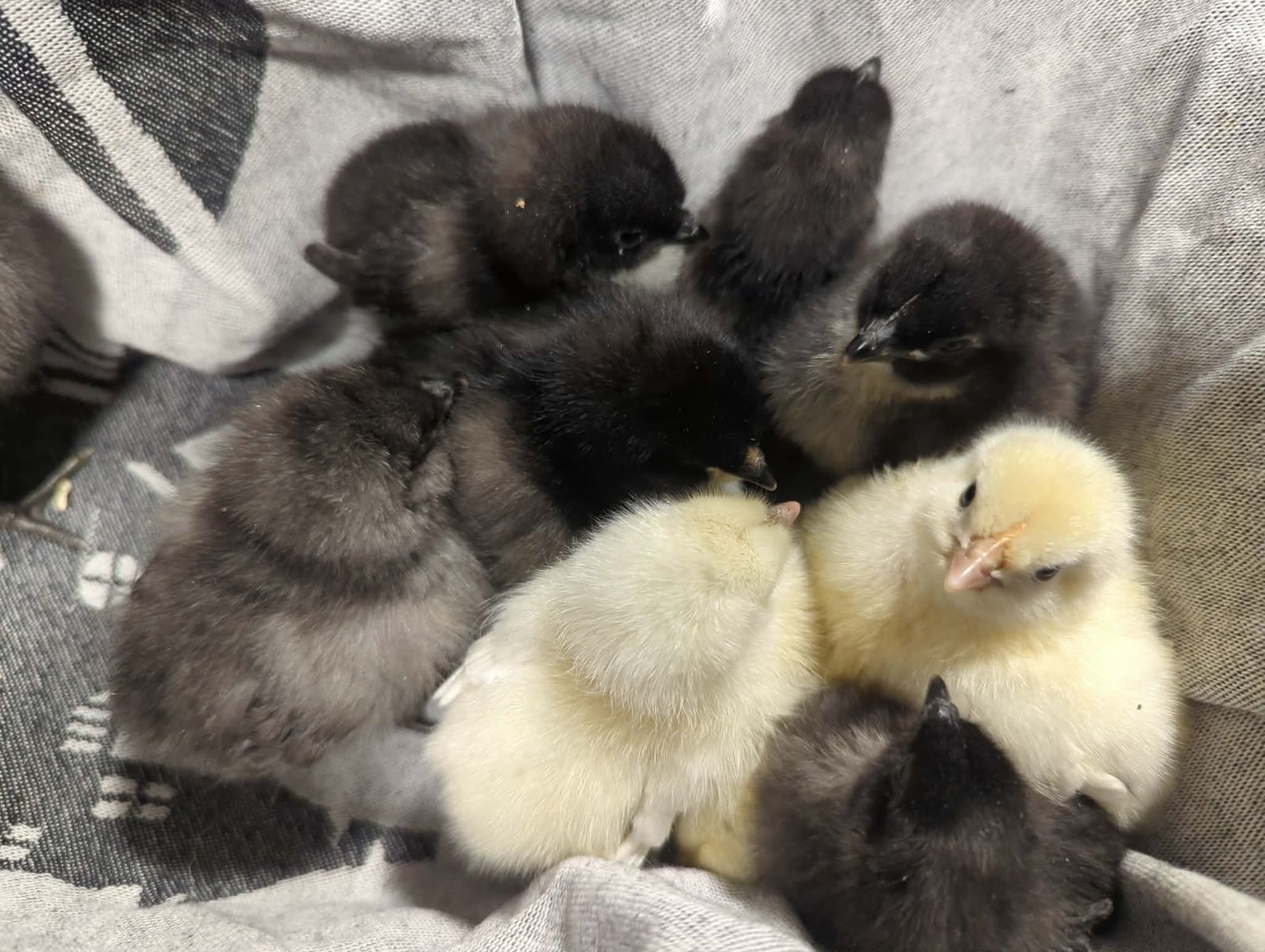 Chicks - Fibro easter eggers, ayam cemani and bym