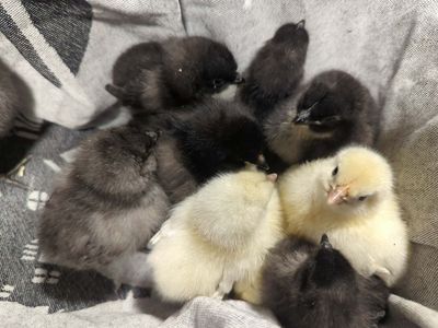 Chicks - Fibro easter eggers, ayam cemani and bym