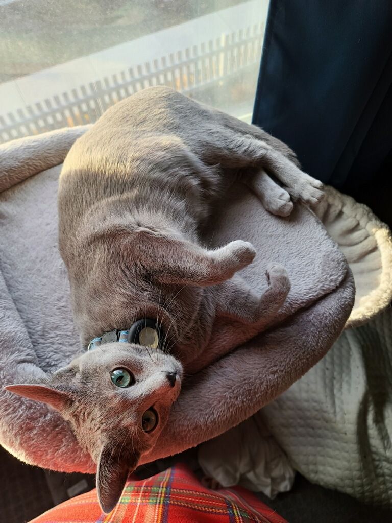 Russian Blue Female 2 years, intact