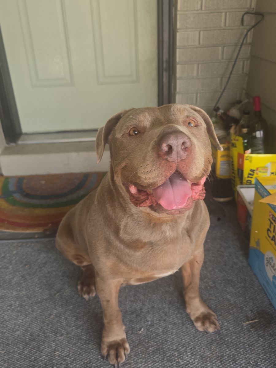 Neo, 8 year old pit mix