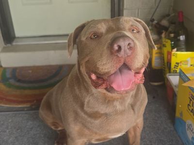 Neo, 8 year old pit mix