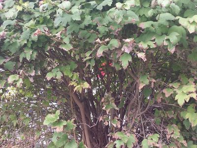 White Niagara, grape plants