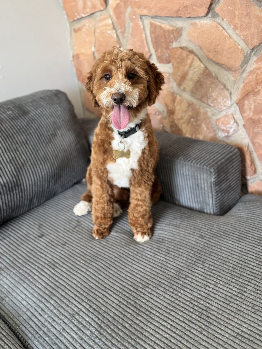 Mini goldendoodle looking for guardian home. 