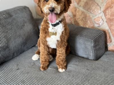 Mini goldendoodle looking for guardian home.