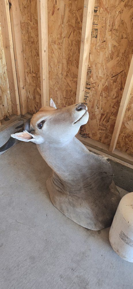 africas largest antelope species