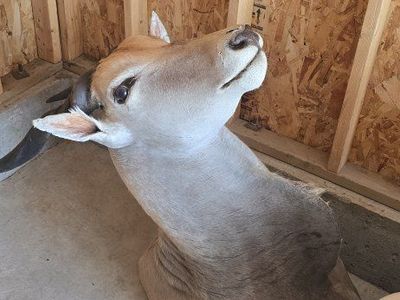 africas largest antelope species