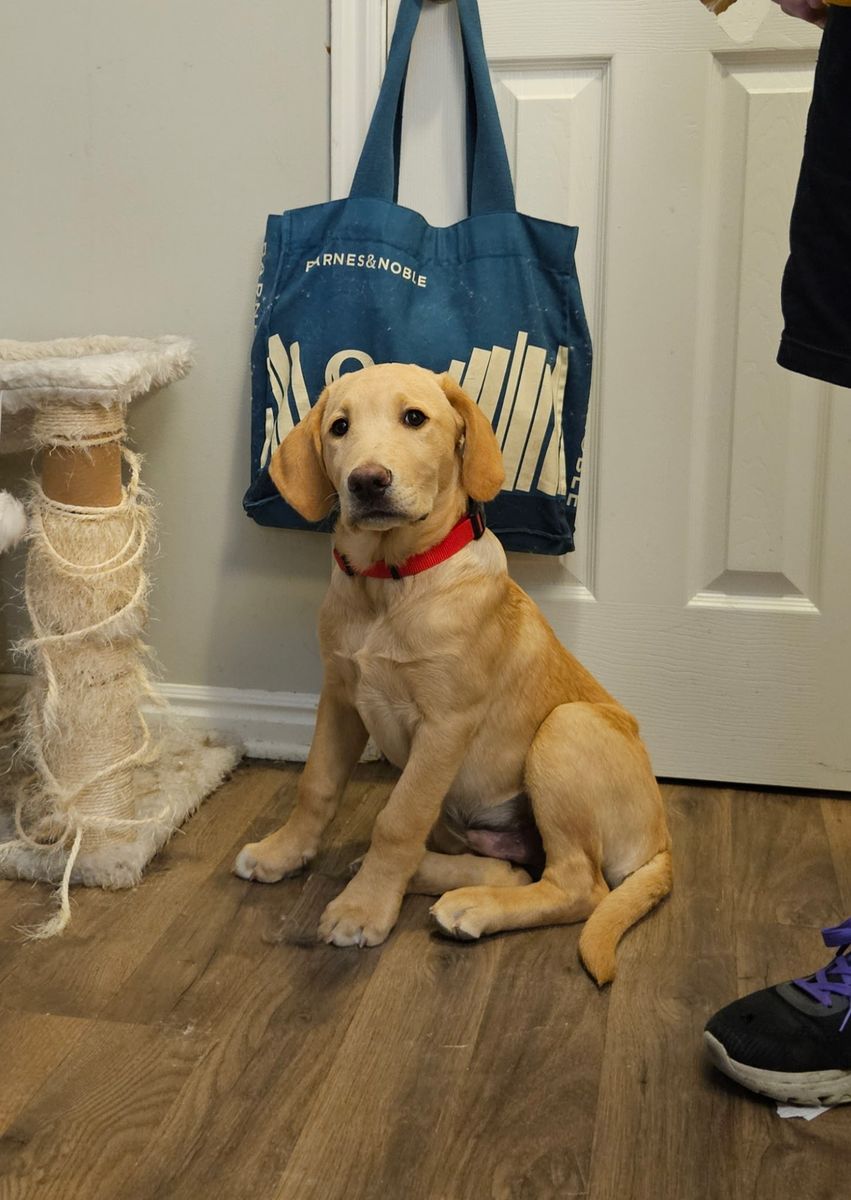 Lab Mix