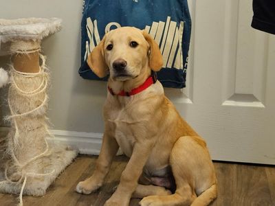 Lab Mix