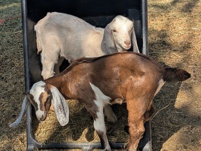 2 Nubian bucklings/wethers from ADGA doe