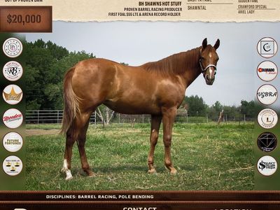 Shawnee Bug Leo x Dash Ta Fame daughter