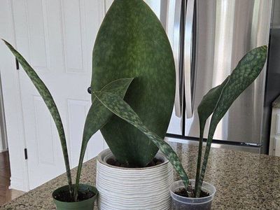 Whale Fin Snake Plant