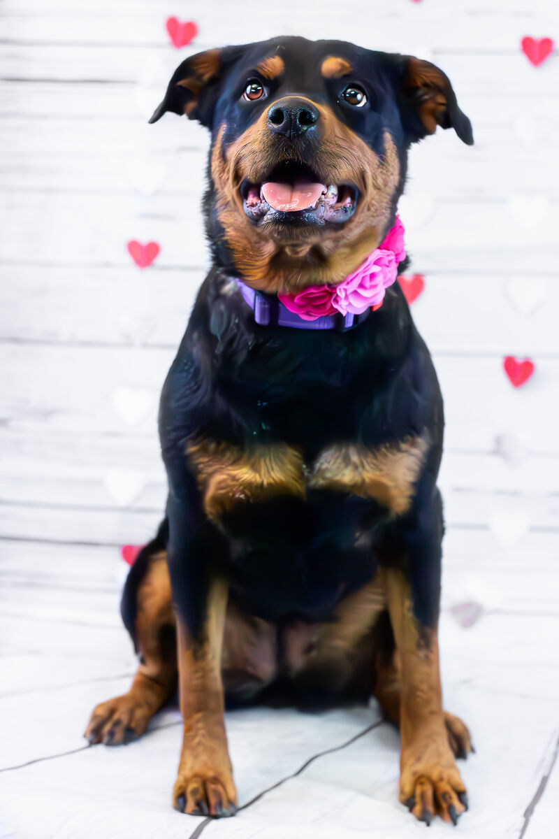 Professionally Trained Rottweiler