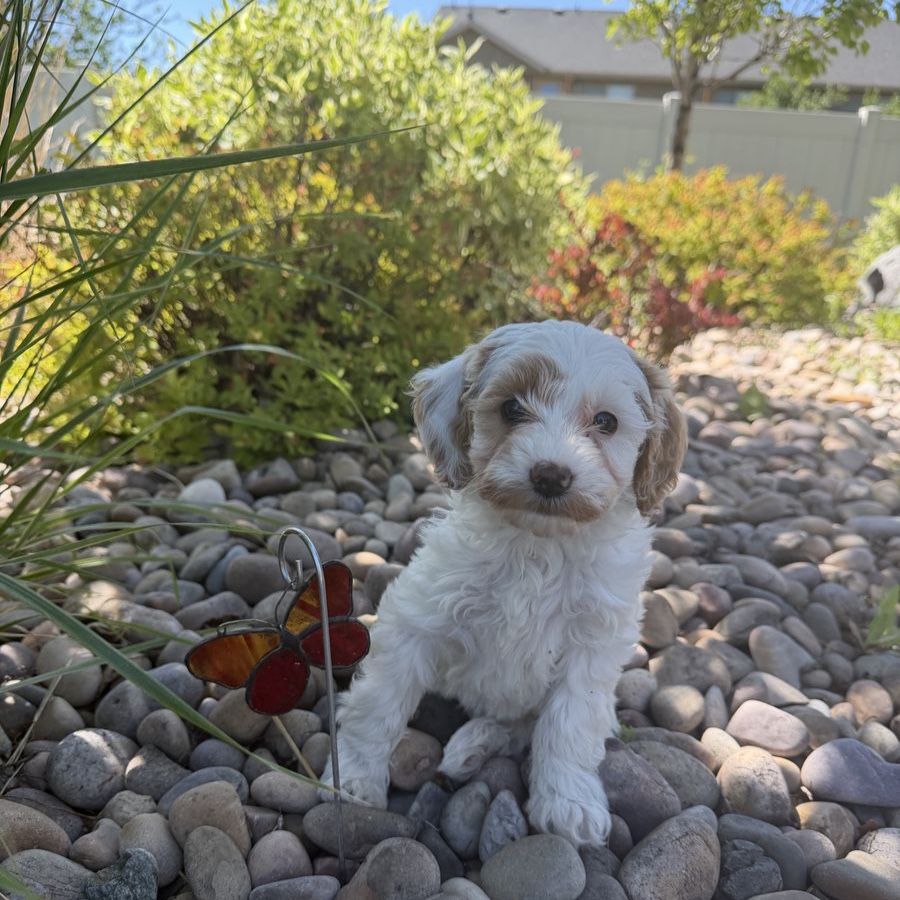 Micro mini multigen golden doodle goldendoodle FEMALE