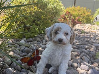 Micro mini multigen golden doodle goldendoodle FEMALE