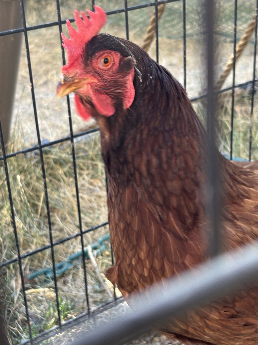 Free egg eater garden destroyer chicken