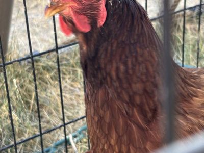 Free egg eater garden destroyer chicken