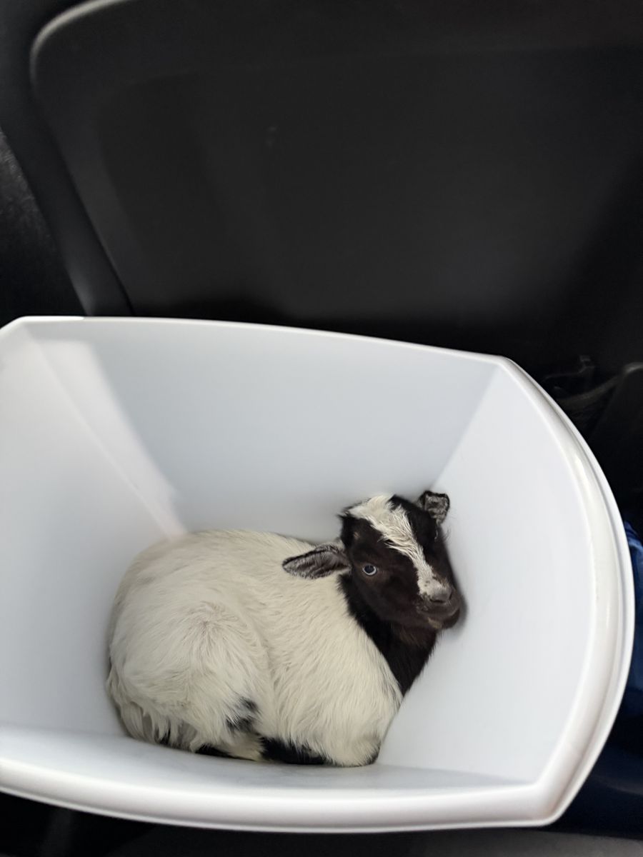Nigerian Dwarf Goat