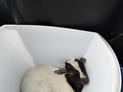 Nigerian Dwarf Goat