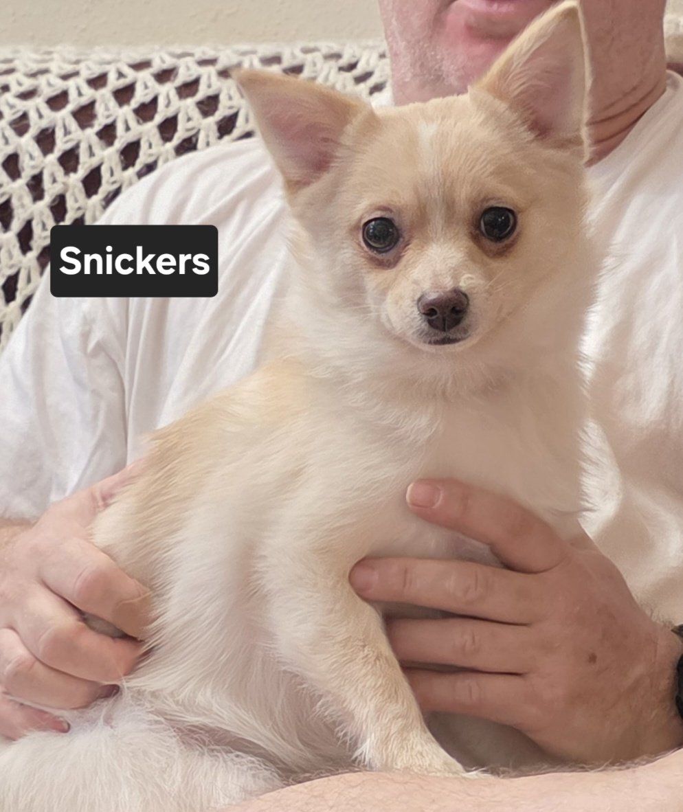 FREE - 1 puppy looking for a great home.