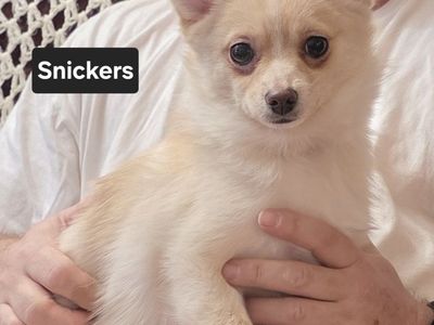 FREE - 1 puppy looking for a great home.