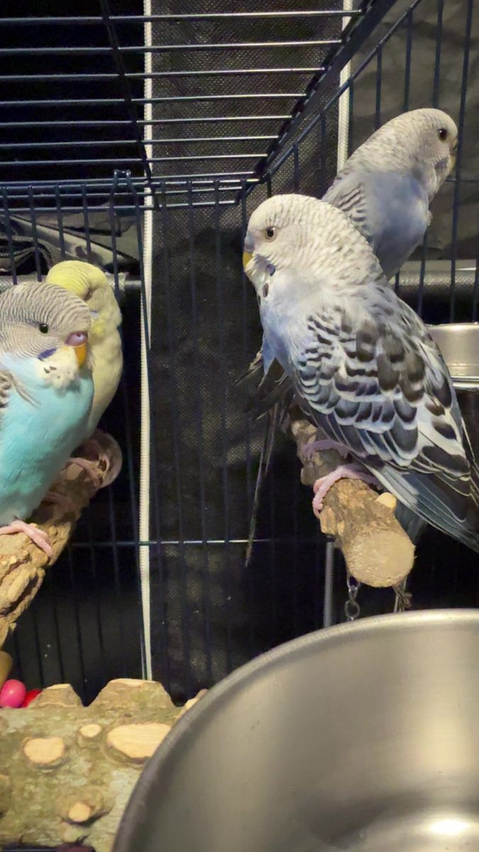 Parakeets and cage
