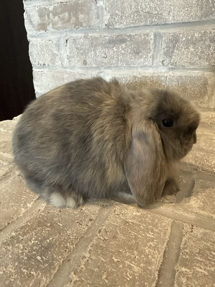 Pedigreed Holland Lop Bunny - Ready Now
