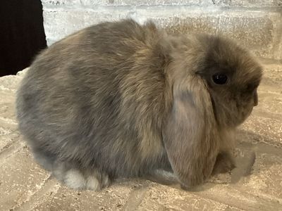 Pedigreed Holland Lop Bunny - Ready Now