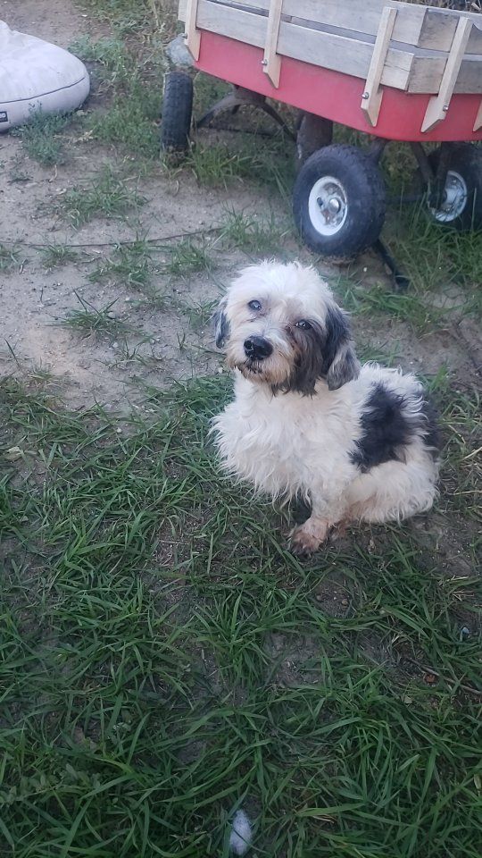 lost dog UPDATE FOUND
