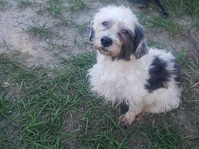 lost dog UPDATE FOUND
